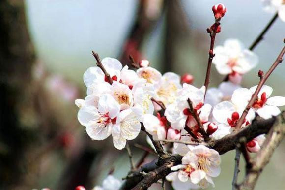 2 tháng tới, sao may mắn chiếu mệnh 3 con giáp của cải ngập nhà - Hình 3 2 thang toi, sao may man chieu menh 3 con giap cua cai ngap nha-Hinh-3