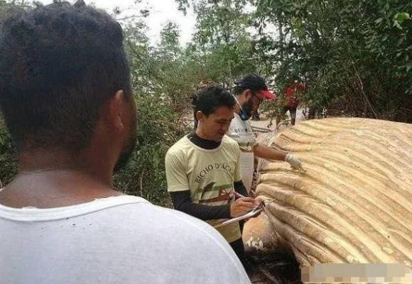 Một 'quái thú khổng lồ' xuất hiện trong Amazon dài 12 mét - Hình 2 Mot 'quai thu khong lo' xuat hien trong Amazon dai 12 met-Hinh-2