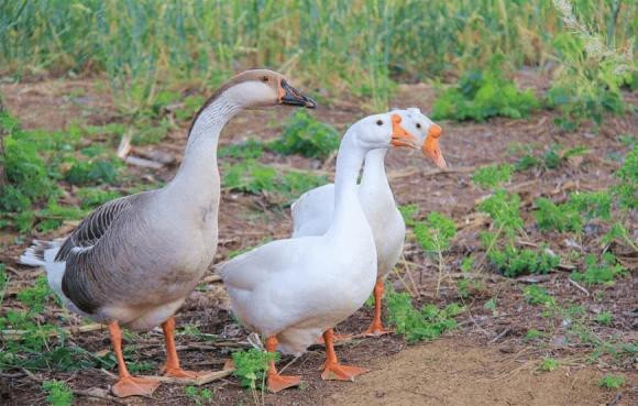 Tại sao rắn sợ ngỗng? Sức chiến đấu mạnh đến mức nào? - Hình 2 Tai sao ran so ngong? Suc chien dau manh den muc nao?-Hinh-2