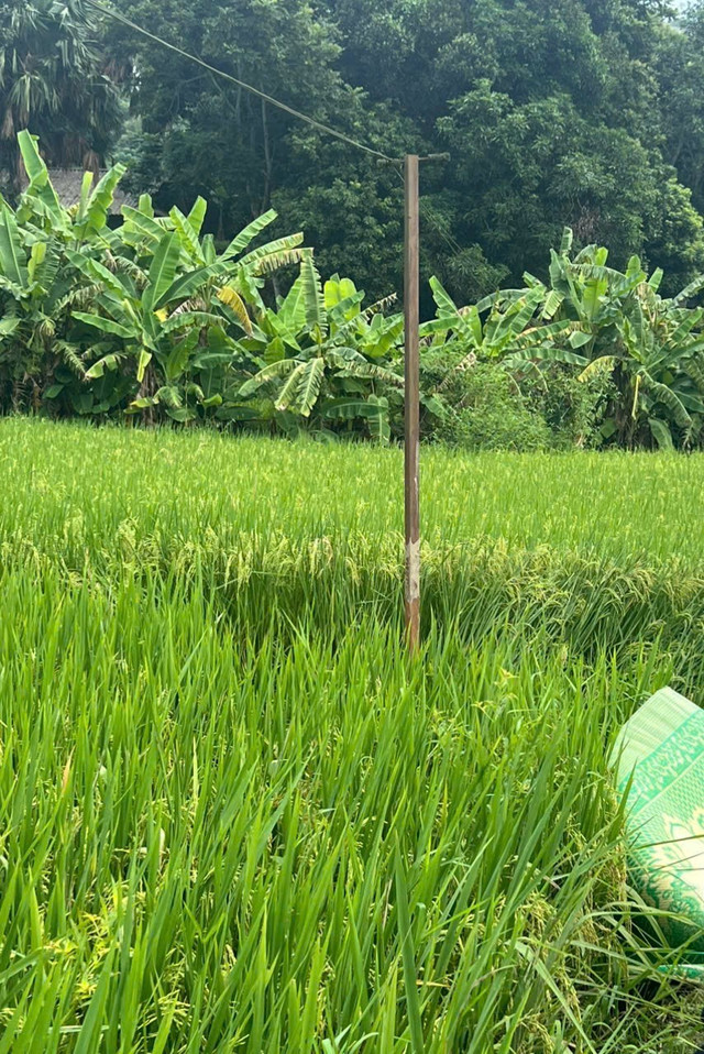 Lào Cai: Hai phụ nữ tử vong, một trẻ bị thương do điện giật Lao Cai: Hai phu nu tu vong, mot tre bi thuong do dien giat