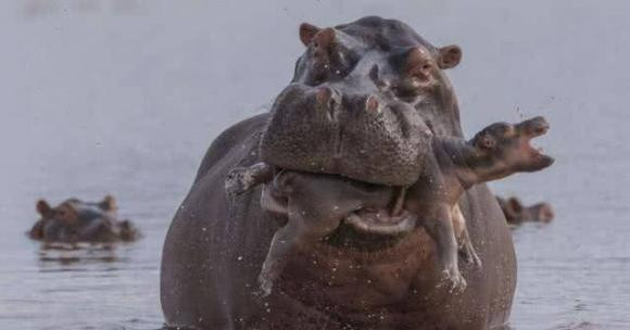 Dù hà mã có đáng yêu đến đâu, vẫn là những kẻ giết người đáng sợ! - Hình 2 Du ha ma co dang yeu den dau, van la nhung ke giet nguoi dang so!-Hinh-2