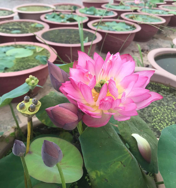 Loại cây quen thuộc đem trồng lên chậu, vài nghìn chậu cũng hết sạch Loai cay quen thuoc dem trong len chau, vai nghin chau cung het sach