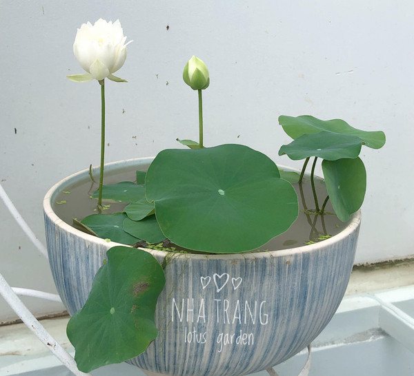 Loại cây quen thuộc đem trồng lên chậu, vài nghìn chậu cũng hết sạch - Hình 2 Loai cay quen thuoc dem trong len chau, vai nghin chau cung het sach-Hinh-2