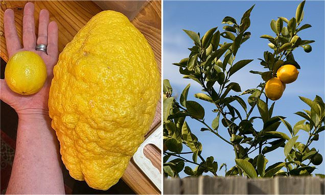 Quả chanh to như dưa hấu nặng tới 2,6kg, bổ ra gây bất ngờ Qua chanh to nhu dua hau nang toi 2,6kg, bo ra gay bat ngo