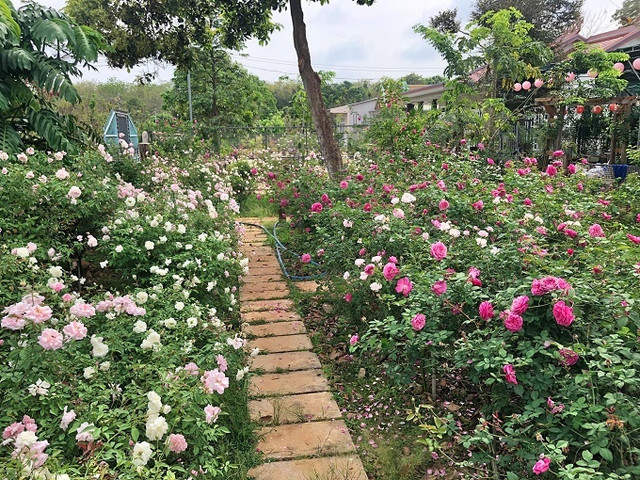 Ngôi nhà hoa hồng rộng 15m2 của vợ chồng trẻ ở Vũng Tàu ảnh 10 Ngôi nhà hoa hồng rộng 15m2 của vợ chồng trẻ ở Vũng Tàu ảnh 10