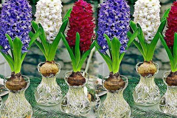 4 cây phong thủy trồng không cần nước, càng xanh tươi gia chủ càng giàu - Hình 2 4 cay phong thuy trong khong can nuoc, cang xanh tuoi gia chu cang giau-Hinh-2