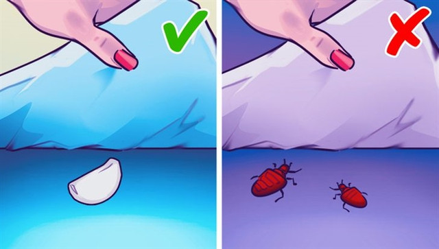 Vì sao nên đặt một nhánh tỏi dưới gối khi ngủ? Vi sao nen dat mot nhanh toi duoi goi khi ngu?