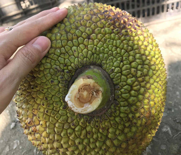 Chọn mít cũng chỉ cần nhìn điểm này biết ngay loại không hóa chất Chon mit cung chi can nhin diem nay biet ngay loai khong hoa chat