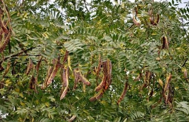 Loại quả ở Việt Nam chỉ 200.000 đồng/kg, nước ngoài bán 2 triệu đồng - Hình 3 Loai qua o Viet Nam chi 200.000 dong/kg, nuoc ngoai ban 2 trieu dong-Hinh-3