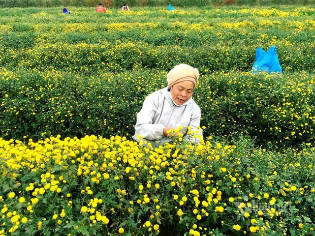 Suốt thế kỷ trồng hoa cúc chi, cả làng đều đặn thu tiền tỷ Suot the ky trong hoa cuc chi, ca lang deu dan thu tien ty