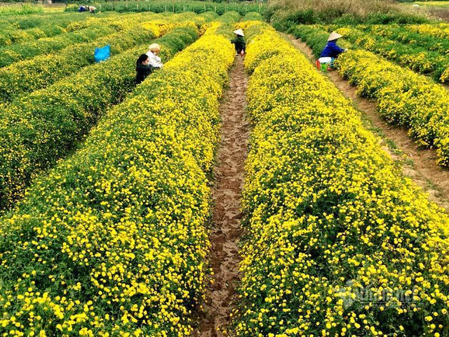 Suốt thế kỷ trồng hoa cúc chi, cả làng đều đặn thu tiền tỷ - Hình 3 Suot the ky trong hoa cuc chi, ca lang deu dan thu tien ty-Hinh-3