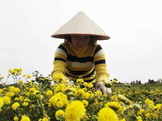 Suốt thế kỷ trồng hoa cúc chi, cả làng đều đặn thu tiền tỷ - Hình 4 Suot the ky trong hoa cuc chi, ca lang deu dan thu tien ty-Hinh-4