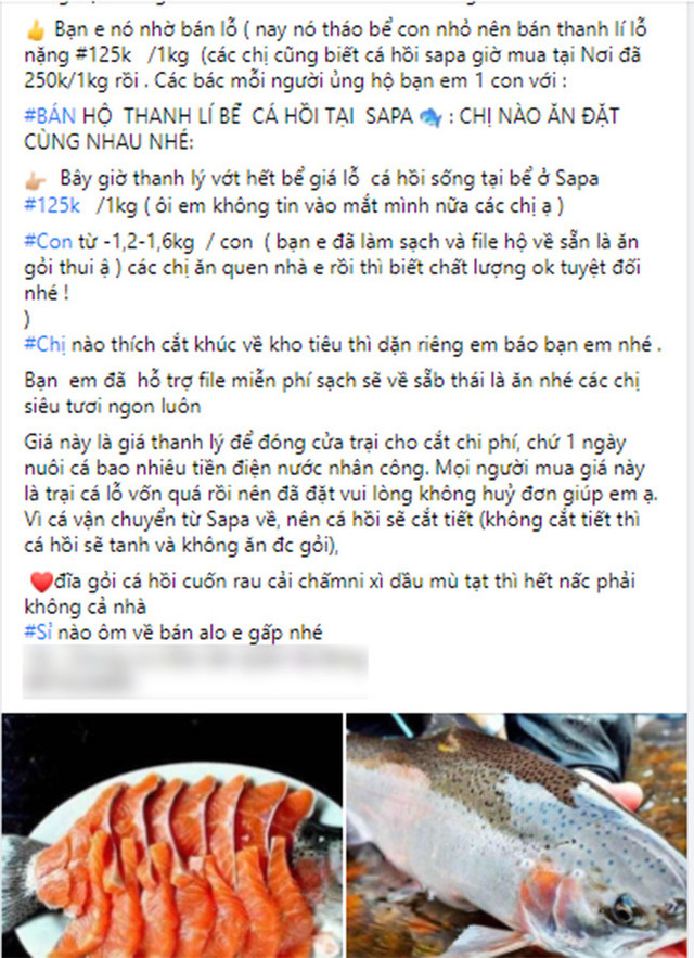 Cá hồi Sapa giảm xuyên đáy, chợ mạng giá chỉ 125 nghìn/kg - Hình 5 Ca hoi Sapa giam xuyen day, cho mang gia chi 125 nghin/kg-Hinh-5