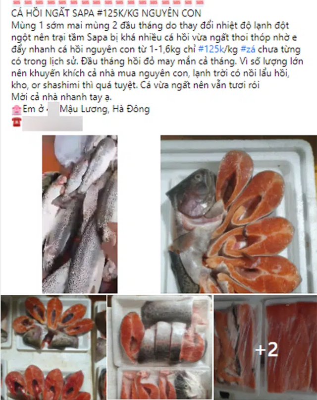 Cá hồi Sapa giảm xuyên đáy, chợ mạng giá chỉ 125 nghìn/kg Ca hoi Sapa giam xuyen day, cho mang gia chi 125 nghin/kg