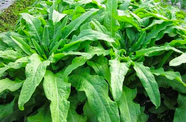 Bất ngờ với tác dụng của loại rau giàu canxi - Hình 2 Bat ngo voi tac dung cua loai rau giau canxi-Hinh-2