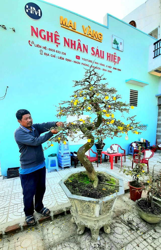 Trồng mai vàng, một nông dân ở Bình Định thu nhập tiền tỷ Trong mai vang, mot nong dan o Binh Dinh thu nhap tien ty