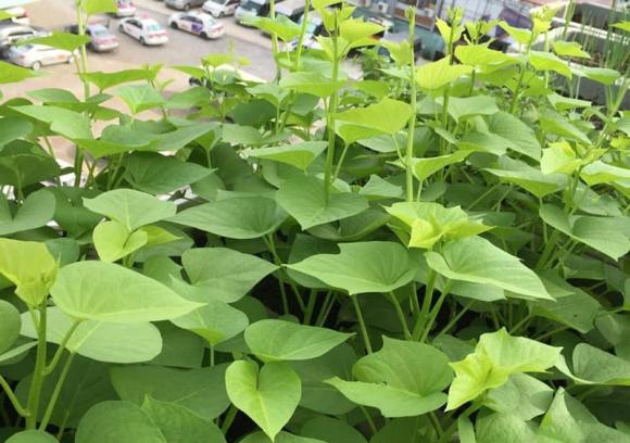 Loại 'rau trường thọ' được người Nhật ăn hàng ngày - Hình 5 Loai 'rau truong tho' duoc nguoi Nhat an hang ngay-Hinh-5