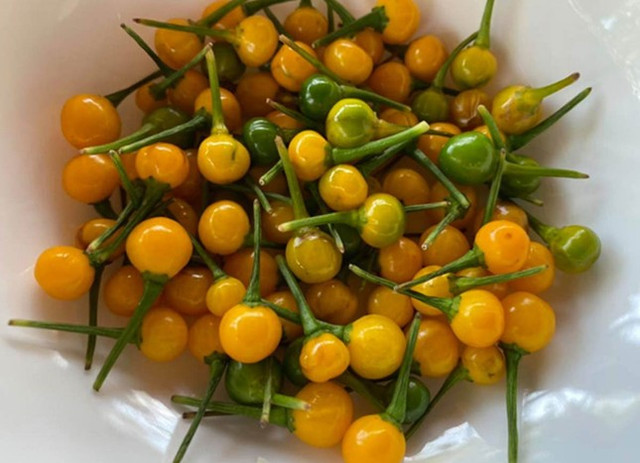 Những loại ớt độc lạ, giá đắt đỏ vẫn được lùng mua ở Việt Nam - Hình 4 Nhung loai ot doc la, gia dat do van duoc lung mua o Viet Nam-Hinh-4