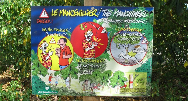Tại sao Manchineel được coi là loài 'cây sát thủ'? - Hình 4 Tai sao Manchineel duoc coi la loai 'cay sat thu'?-Hinh-4