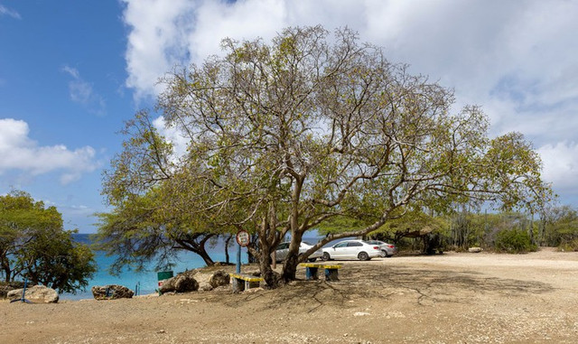 Tại sao Manchineel được coi là loài 'cây sát thủ'? Tai sao Manchineel duoc coi la loai 'cay sat thu'?