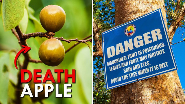Tại sao Manchineel được coi là loài 'cây sát thủ'? - Hình 3 Tai sao Manchineel duoc coi la loai 'cay sat thu'?-Hinh-3