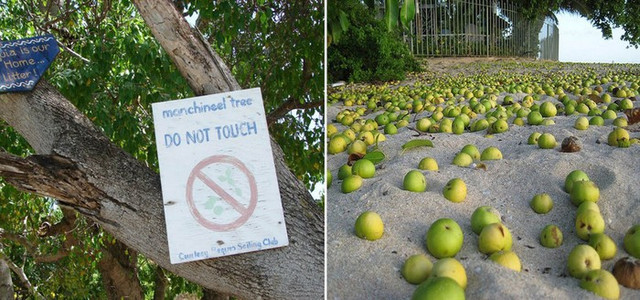 Tại sao Manchineel được coi là loài 'cây sát thủ'? - Hình 5 Tai sao Manchineel duoc coi la loai 'cay sat thu'?-Hinh-5