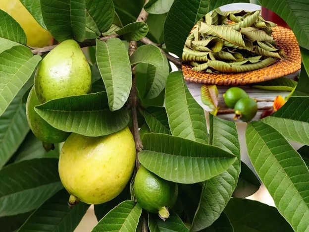Loại lá có đầy ở Việt Nam, đem phơi khô lại thành dược liệu quý Loai la co day o Viet Nam, dem phoi kho lai thanh duoc lieu quy