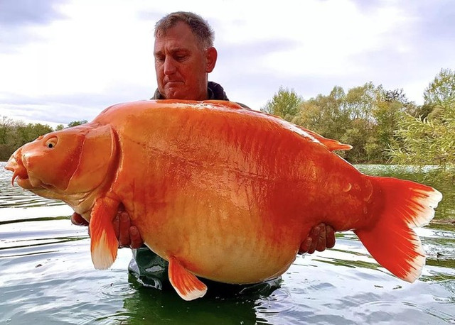 Câu được cá vàng khổng lồ nặng 30kg Cau duoc ca vang khong lo nang 30kg