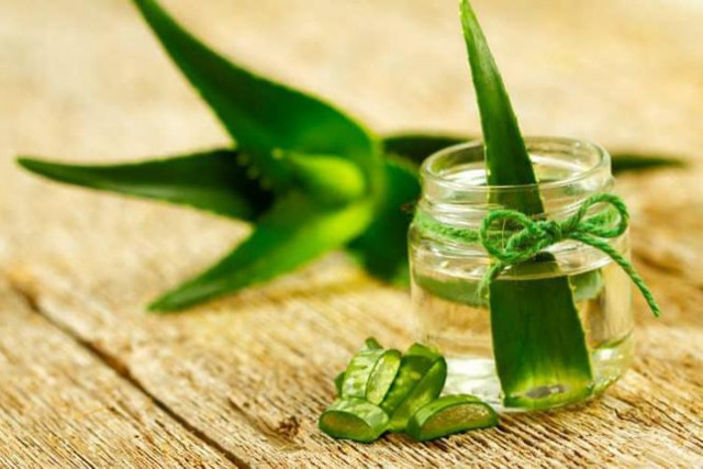 Những loại rau là thần dược cho người bị đau dạ dày - Hình 3 Nhung loai rau la than duoc cho nguoi bi dau da day-Hinh-3