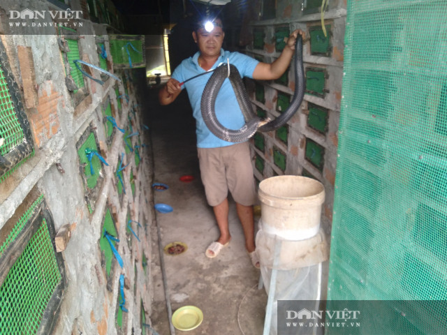 Ông nông dân nuôi hàng chục nghìn con rắn hổ mang - Hình 2 Ong nong dan nuoi hang chuc nghin con ran ho mang-Hinh-2