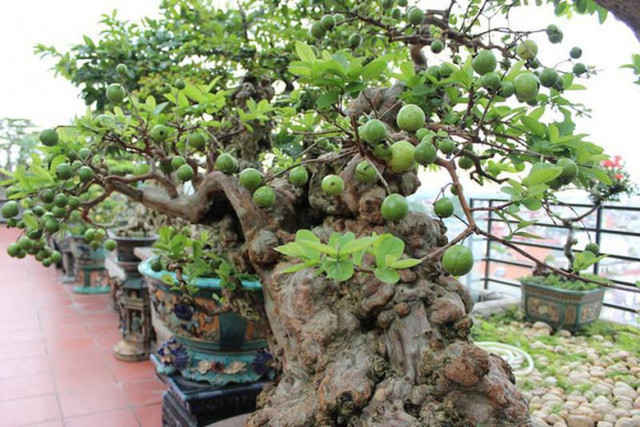 Cây ổi “vạn người mê”, đại gia xuống tay tiền tỷ để sở hữu - Hình 3 Cay oi “van nguoi me”, dai gia xuong tay tien ty de so huu-Hinh-3
