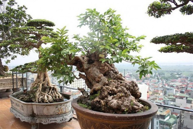 Cây ổi “vạn người mê”, đại gia xuống tay tiền tỷ để sở hữu - Hình 2 Cay oi “van nguoi me”, dai gia xuong tay tien ty de so huu-Hinh-2