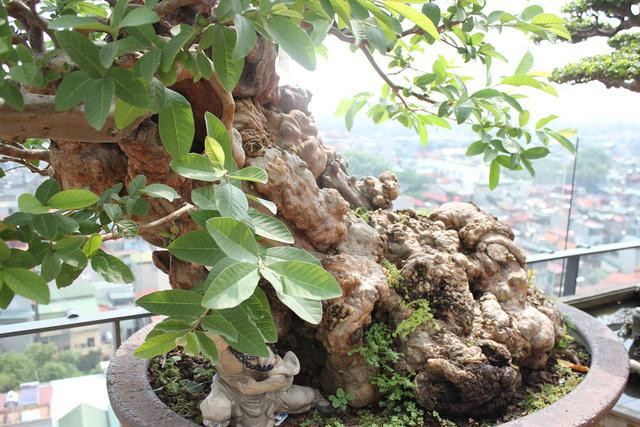 Cây ổi “vạn người mê”, đại gia xuống tay tiền tỷ để sở hữu - Hình 4 Cay oi “van nguoi me”, dai gia xuong tay tien ty de so huu-Hinh-4