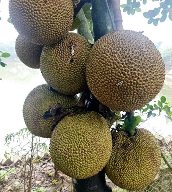 Cuối tuần tìm mua mít quê, "bà chị công sở" kiếm bạc triệu Cuoi tuan tim mua mit que,