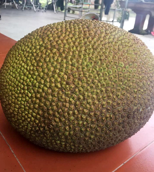 Cuối tuần tìm mua mít quê, "bà chị công sở" kiếm bạc triệu - Hình 5 Cuoi tuan tim mua mit que,