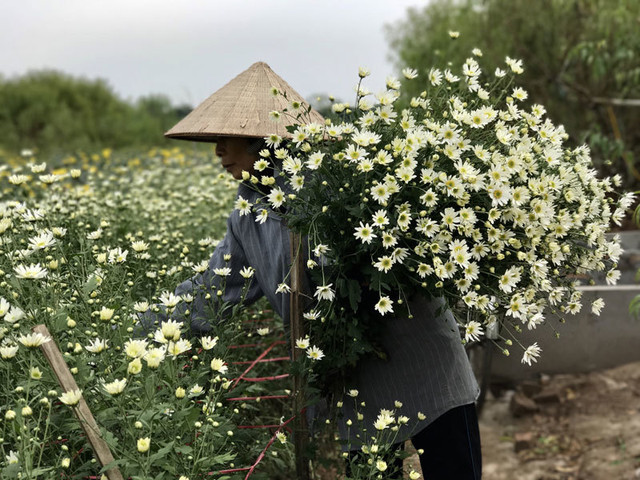 Loại cúc họa mi đặc biệt: Chơi 2 tháng mới tàn, 1 triệu đồng/chậu Loai cuc hoa mi dac biet: Choi 2 thang moi tan, 1 trieu dong/chau