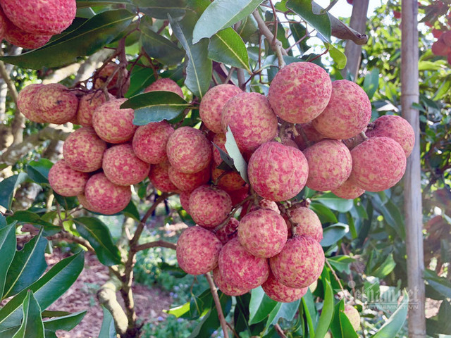 Một giờ săn hàng gom đặc sản Tết từ Bắc tới Nam - Hình 2 Mot gio san hang gom dac san Tet tu Bac toi Nam-Hinh-2