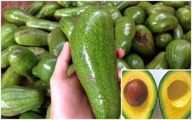 5 giây biết ngay bơ ngon cực phẩm không sượng đắng, không hóa chất - Hình 2 5 giay biet ngay bo ngon cuc pham khong suong dang, khong hoa chat-Hinh-2