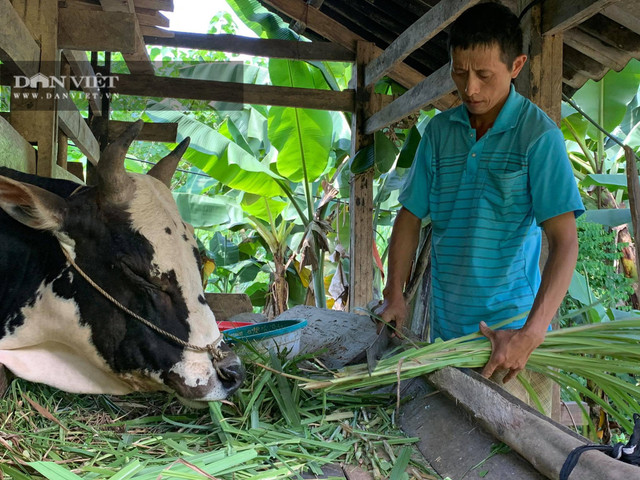 Lợn ăn sâm, trâu uống rượu... hàng lạ bán cho nhà giàu - Hình 2 Lon an sam, trau uong ruou... hang la ban cho nha giau-Hinh-2