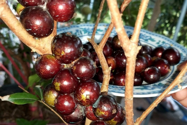 Lợn ăn sâm, trâu uống rượu... hàng lạ bán cho nhà giàu - Hình 7 Lon an sam, trau uong ruou... hang la ban cho nha giau-Hinh-7