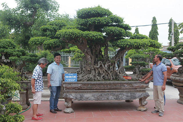 Lợn ăn sâm, trâu uống rượu... hàng lạ bán cho nhà giàu - Hình 6 Lon an sam, trau uong ruou... hang la ban cho nha giau-Hinh-6