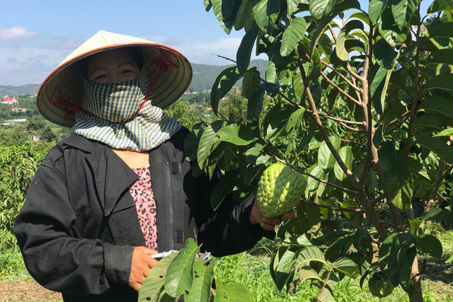 Lợn ăn sâm, trâu uống rượu... hàng lạ bán cho nhà giàu - Hình 4 Lon an sam, trau uong ruou... hang la ban cho nha giau-Hinh-4