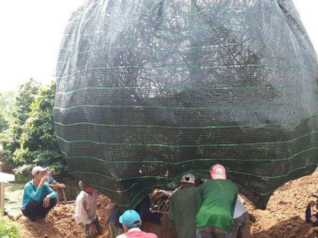 Phôi cây sanh như khúc củi khô nhưng có giá tiền tỷ - Hình 3 Phoi cay sanh nhu khuc cui kho nhung co gia tien ty-Hinh-3