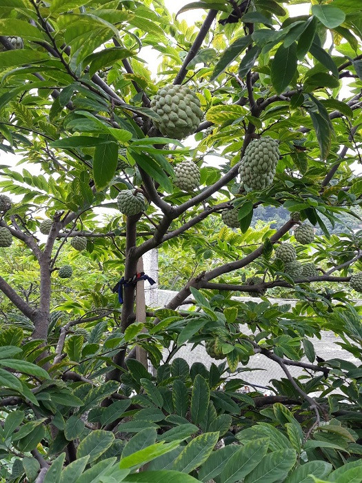 Nguyên nhân chị em Hà thành lùng mua thứ na thất sủng giá cao - Hình 4 Nguyen nhan chi em Ha thanh lung mua thu na that sung gia cao-Hinh-4