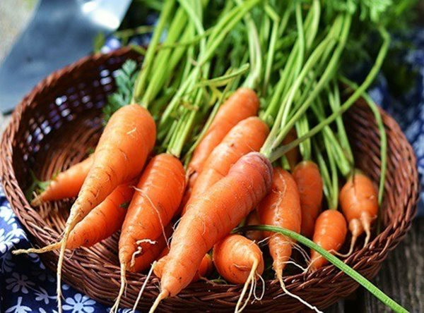 Cà rốt nếu sử dụng theo cách này có thể biến thành độc Ca rot neu su dung theo cach nay co the bien thanh doc