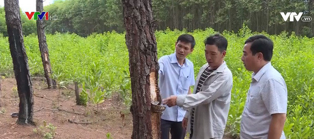 Bào ngư đông lạnh Trung Quốc bán cho dân Việt dưới mác đồ Hàn - Hình 4 Bao ngu dong lanh Trung Quoc ban cho dan Viet duoi mac do Han-Hinh-4
