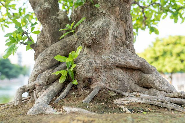 Ngắm siêu cây lộc vừng 5 thân khiến đại gia phát sốt - Hình 4 Ngam sieu cay loc vung 5 than khien dai gia phat sot-Hinh-4