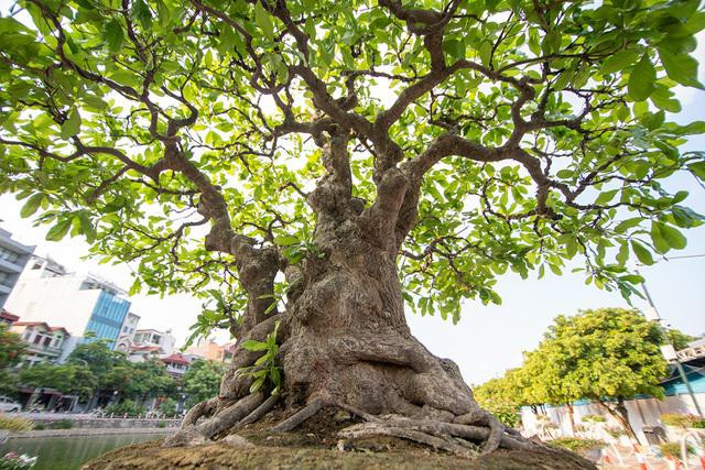 Ngắm siêu cây lộc vừng 5 thân khiến đại gia phát sốt - Hình 3 Ngam sieu cay loc vung 5 than khien dai gia phat sot-Hinh-3