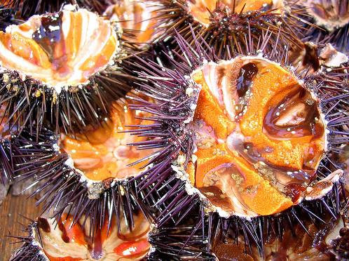 Thứ có vẻ ngoài xấu xí được lùng mua giá ngất ngưởng - Hình 5 Thu co ve ngoai xau xi duoc lung mua gia ngat nguong-Hinh-5