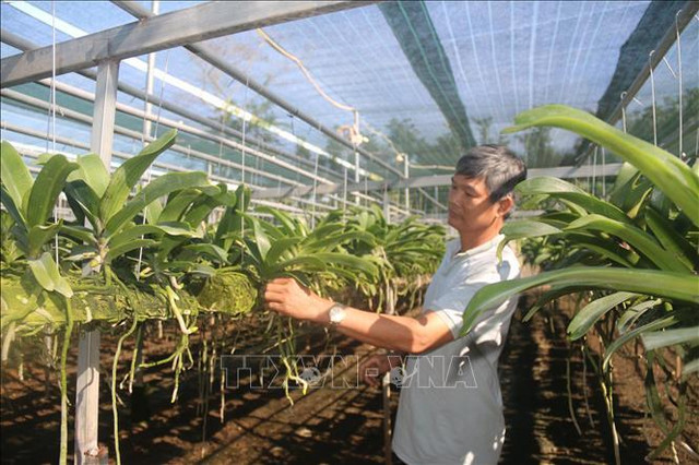 Trồng vườn lan vạn gốc, lão nông thu lãi 5 tỷ mỗi năm - Hình 2 Trong vuon lan van goc, lao nong thu lai 5 ty moi nam-Hinh-2